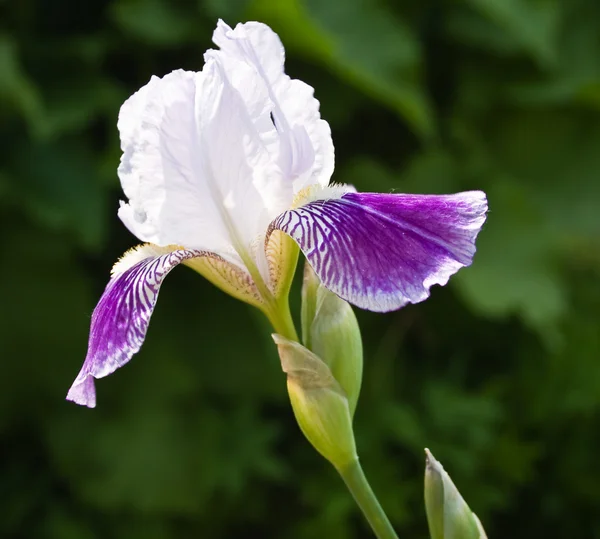 Primo piano della fioritura di Iris — Foto Stock