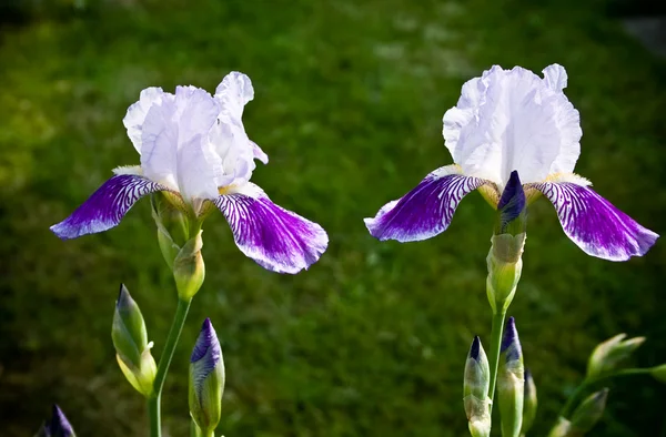Primer plano de Iris floreciente —  Fotos de Stock