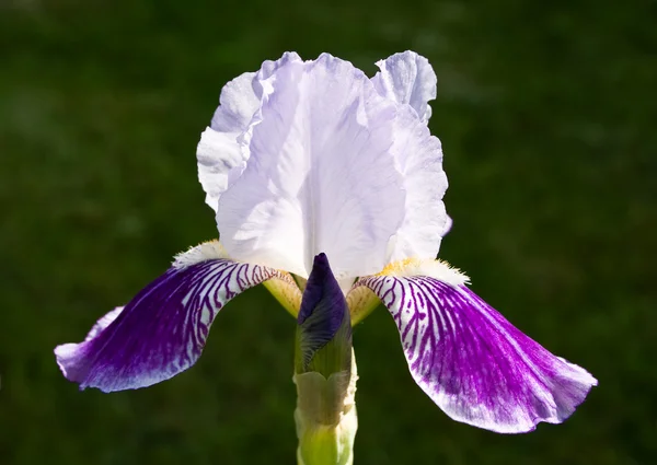 Bliska kwitnący Iris — Zdjęcie stockowe