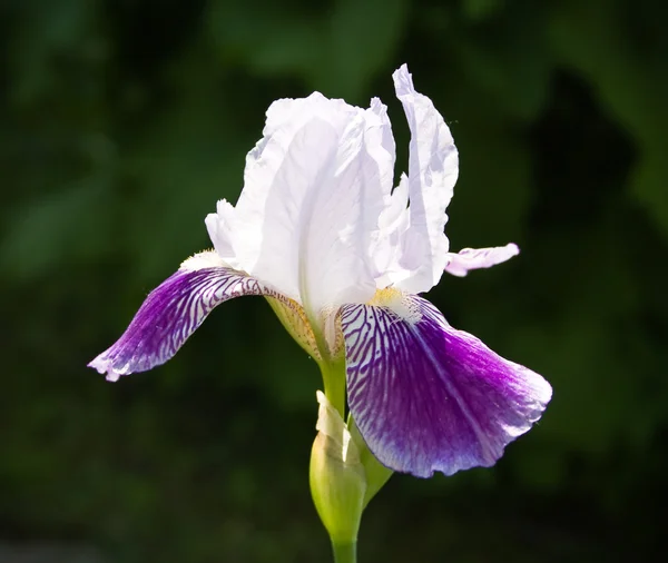 Gros plan de l'iris en fleurs — Photo