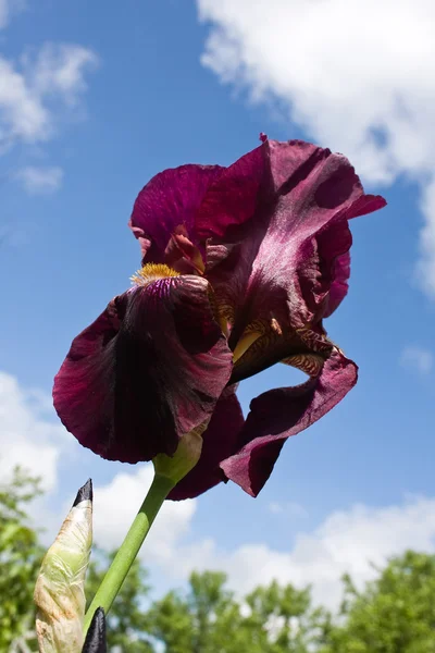 Close-up van blooming iris — Stockfoto