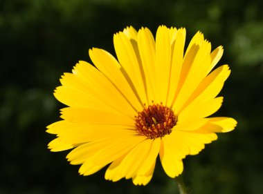 Calendula officinalis