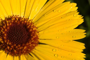 Calendula officinalis çiy sabah ışık ile kaplı.