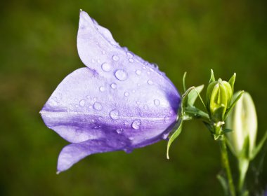 çiçeği campanula yakın çekim