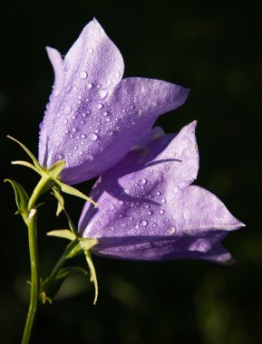 çiçeği campanula yakın çekim