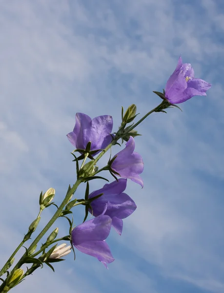Campanula blomma på blå himmel bakgrund — Stockfoto