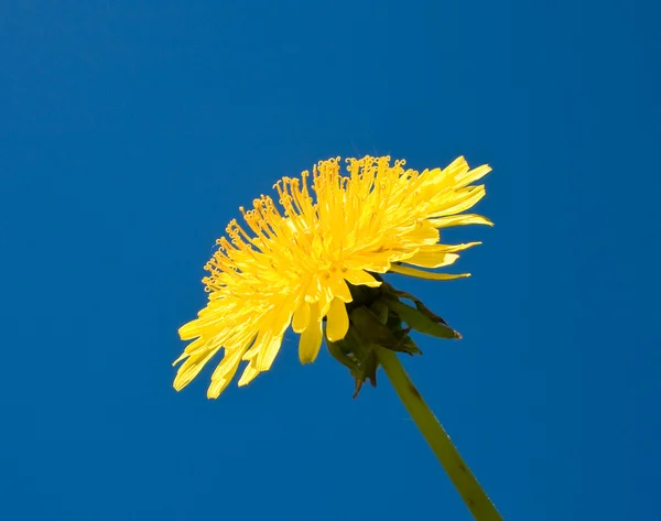 Pissenlit jaune sur ciel bleu — Photo