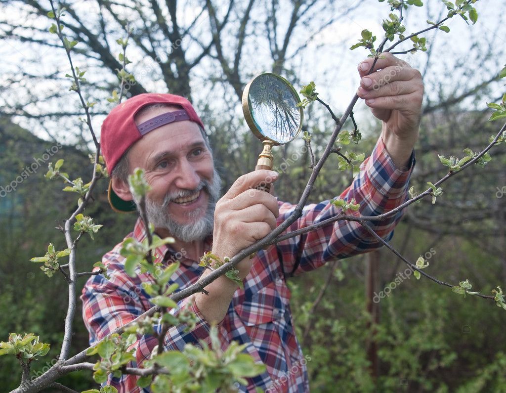 A man inspects apple tree branch in search of vermin
