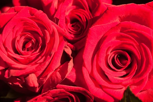 stock image Red Roses background.Selective focus