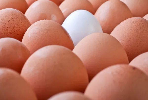 Fila de ovos — Fotografia de Stock