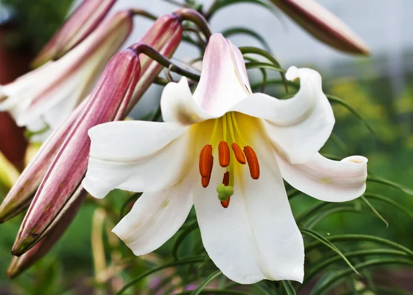 stock image Lily Close-Up