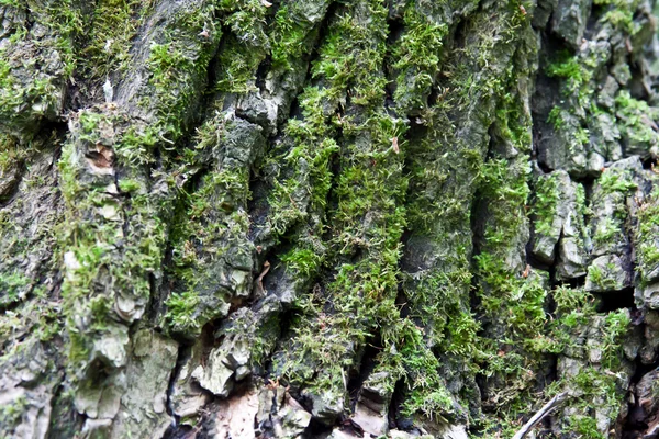 Παλιό δέντρο υφής — Φωτογραφία Αρχείου