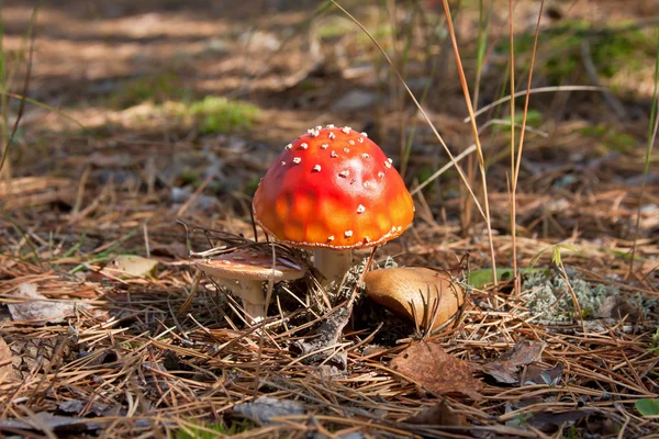 Stock image Mushroom fly agaric