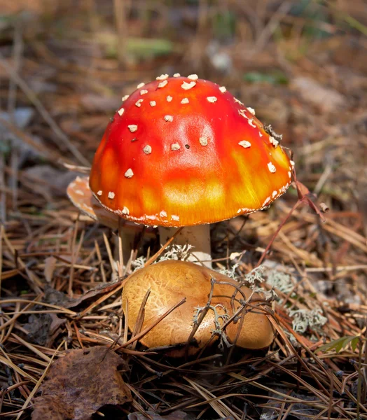 stock image Mushroom fly agaric