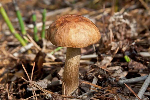 stock image Boletus mushroom