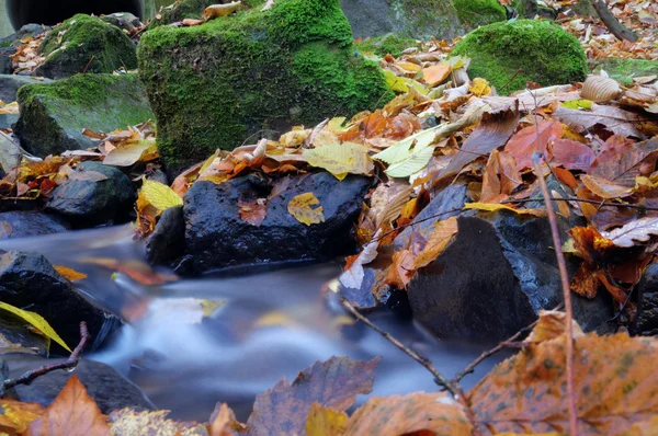 Um fluxo lento em movimento em uma floresta adornada em cores de outono — Fotografia de Stock