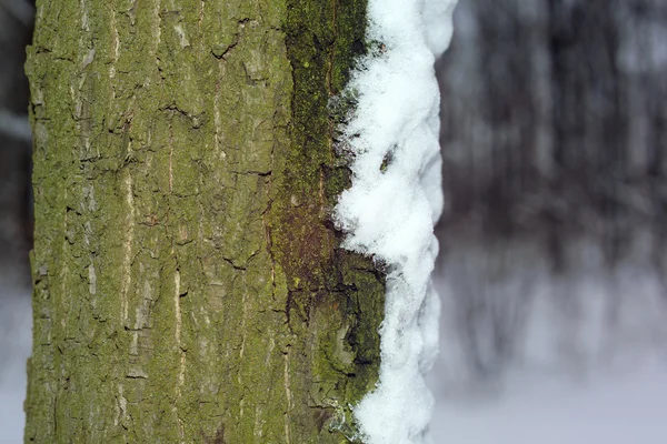 Lichen on wood surface — Stock Photo, Image