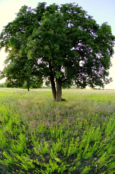 Літній пейзаж з дубовим деревом — стокове фото