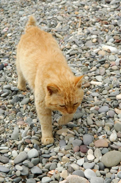 Kot jest na kamienistym gruncie — Zdjęcie stockowe