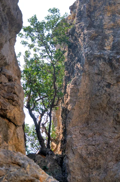 Krim träd på berg — Stockfoto