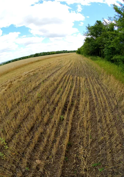 Campo de trigo después de la cosecha — Foto de Stock