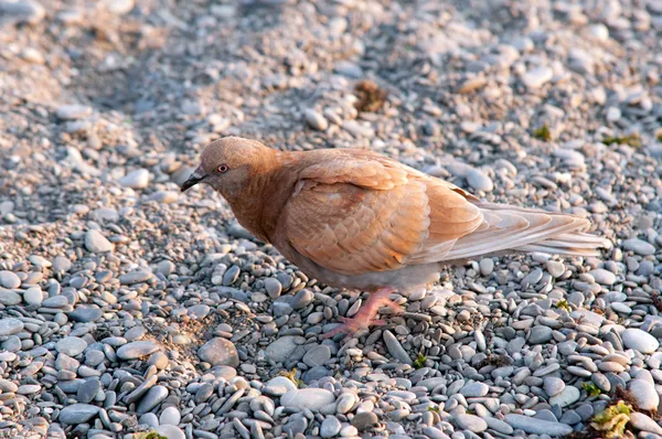Kuştur turuncu kuş tüyü ile küçük taşlar — Stok fotoğraf