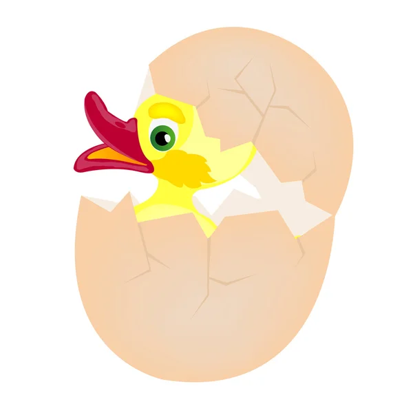 Yumurtadan tavuk kapakları — Stok Vektör