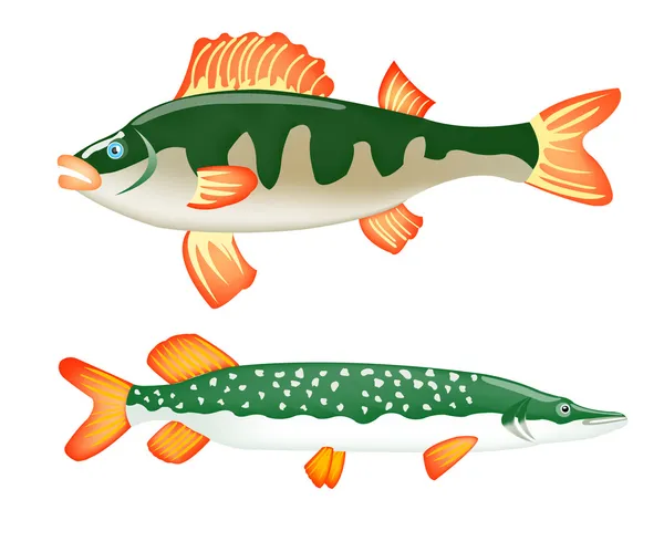 两个淡水鱼鲈鱼和梭鱼 — 图库矢量图片