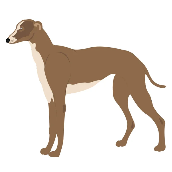 排序灰狗的狗的插图 — 图库矢量图片