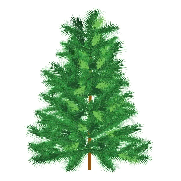 stock image Evergreen tree fir tree