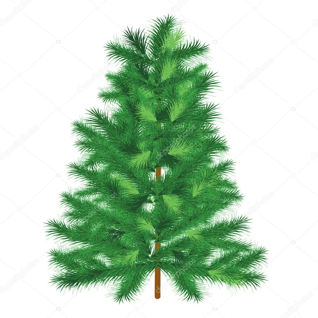 Evergreen tree fir tree