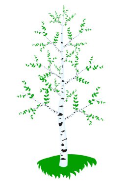 Blanching birch with sheet clipart