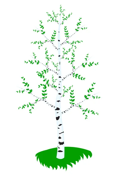 Bouleau blanchissant avec feuille — Image vectorielle