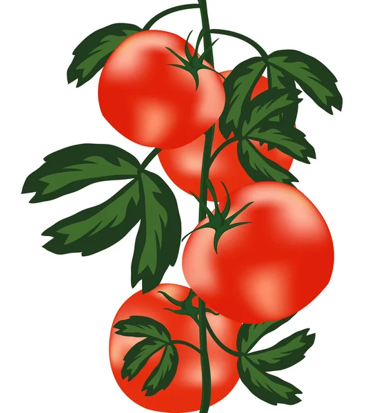 Pomodori maturi su cespuglio — Vettoriale Stock