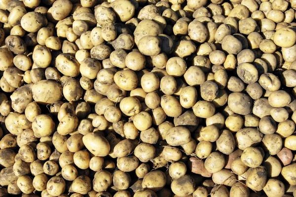 Harvest of the collected potatoes — Stock Photo, Image
