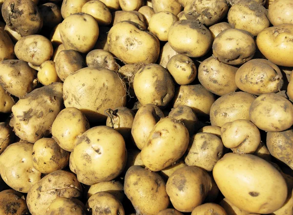 Harvest of the potatoes — Stock Photo, Image