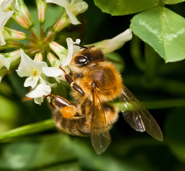 stock image Bee pollinating clover