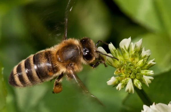 stock image Flying bee pollinating clover