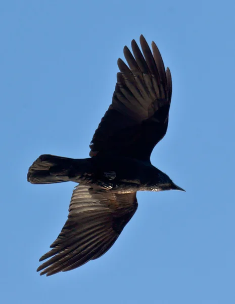 Летучий ворон — стоковое фото