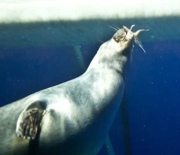 stock image Seal eating fish in the water