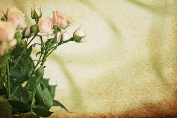 Roze rozen in glazen vaas — Stockfoto