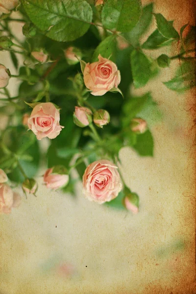 Rosas rosadas vintage, fondo — Foto de Stock
