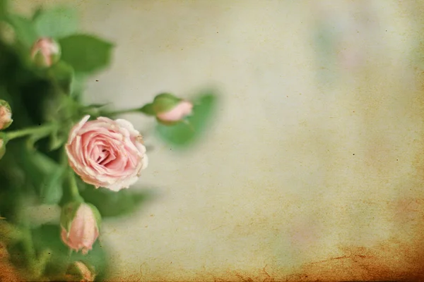 Fundo horizontal com rosas rosa — Fotografia de Stock