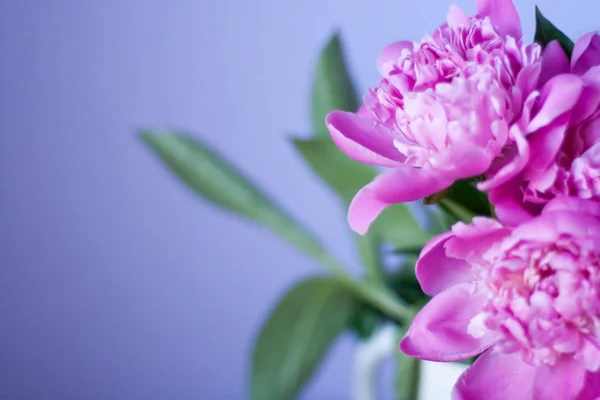 美しい花束の花 — ストック写真