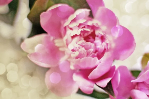 Bellissimo bouquet di fiori — Foto Stock