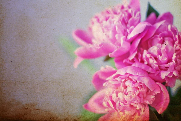 Όμορφο μπουκέτο λουλούδια — Φωτογραφία Αρχείου