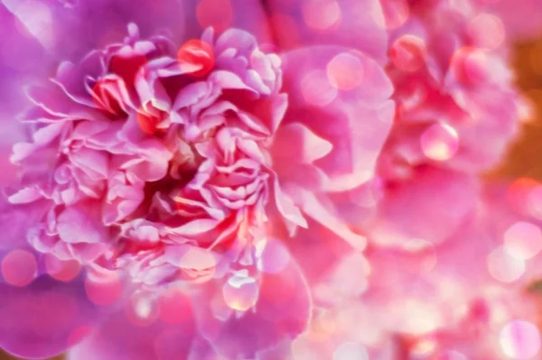 ช่อดอกไม้ที่สวยงาม — ภาพถ่ายสต็อก