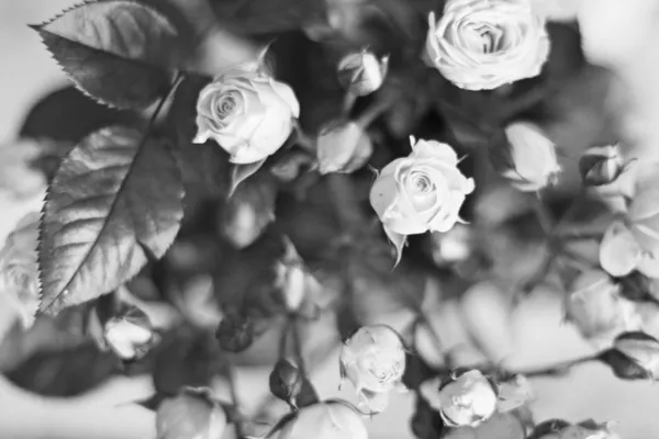 Desaturated roses — Stock Photo, Image