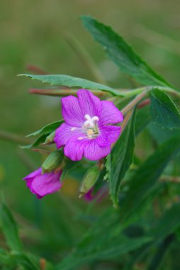 Codlins ve krem (Epilobium hirsutum)