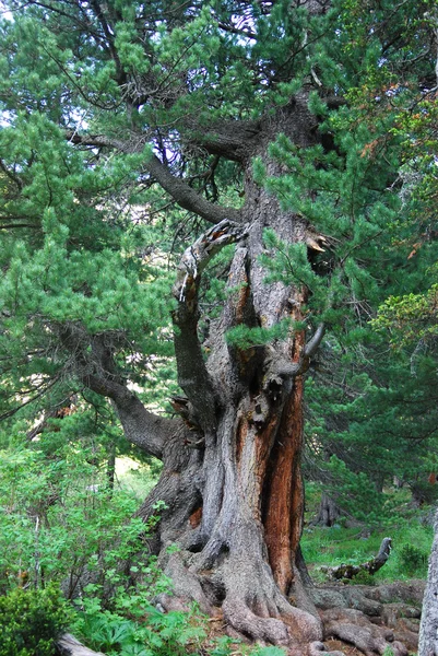 삼목 (Cedrus) — 스톡 사진